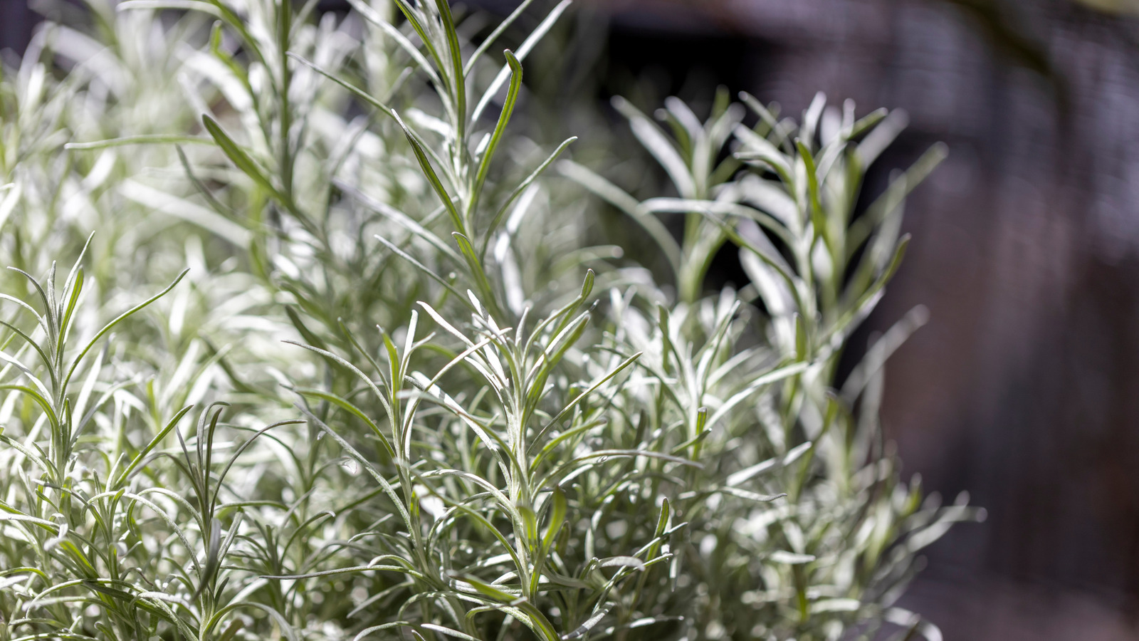 Bahçenizi daha ücretsiz, taze otlarla doldurmak için biberiye nasıl kolayca yayılır
