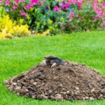 Bahçenizden sinir bozucu molleri ve volları uzak tutmaya yardımcı olacak güzel çiçek