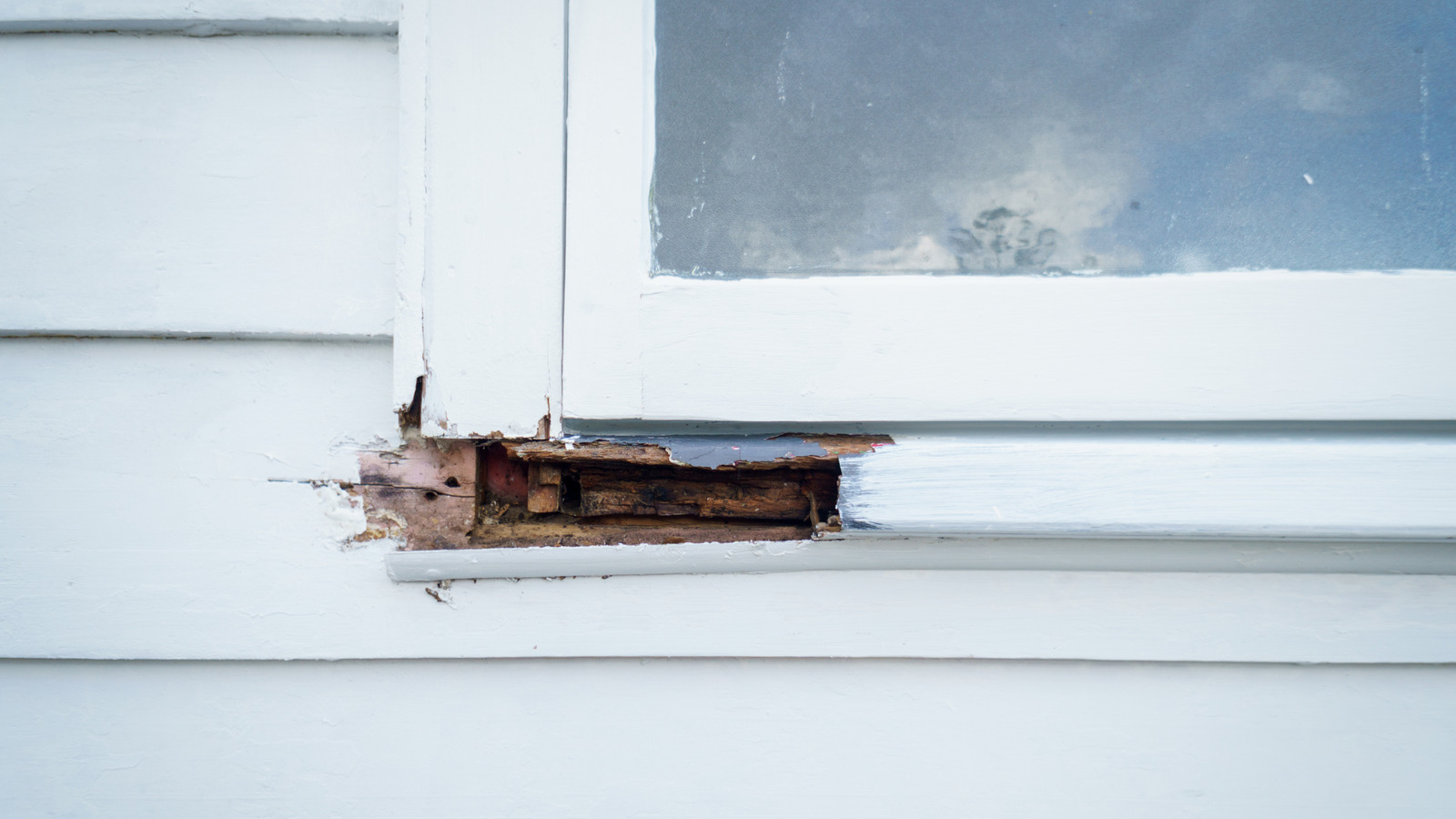 Onarılmadan önce ne tür ahşap çürümesine sahip olduğunuzu nasıl tanımlayabilirsiniz (ve neden önemlidir)