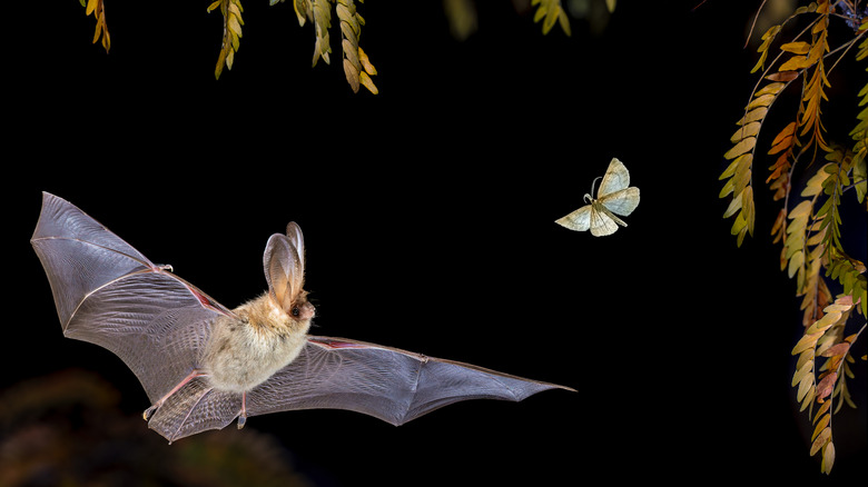Orta havada bir güve kovalayan kahverengi yarasa