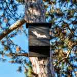 O yarasa evini DIY'den önce uzmanların bir uyarı var