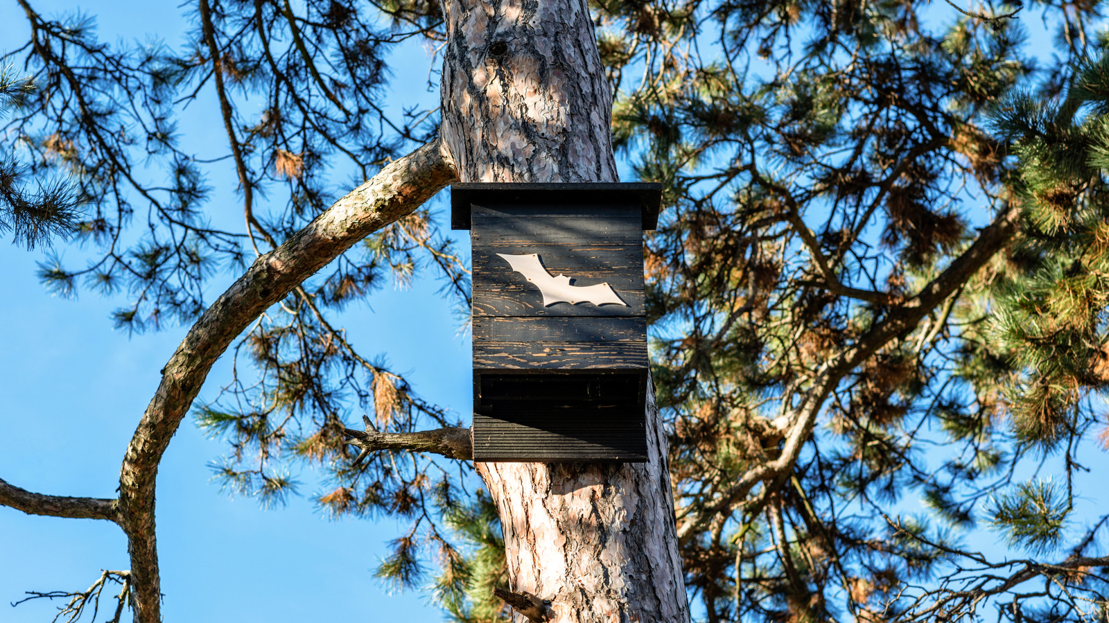 O yarasa evini DIY'den önce uzmanların bir uyarı var