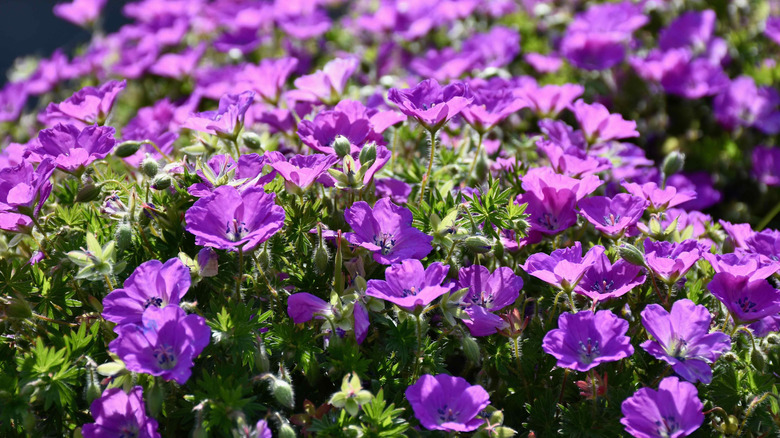 Tam çiçek açan bir fp kanlı vinçbill