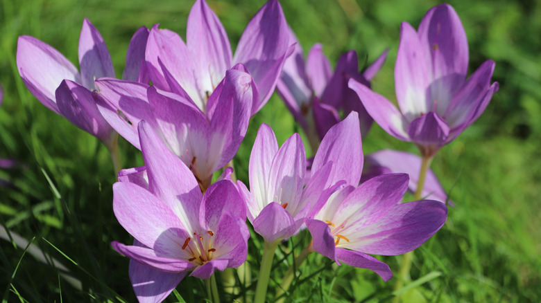 Bloom'da Mor Sonbahar Trocus