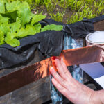 Bakır bandı sümüklü böcekleri ve salyangozları itmede daha az etkili hale getiren gözden kaçan hata