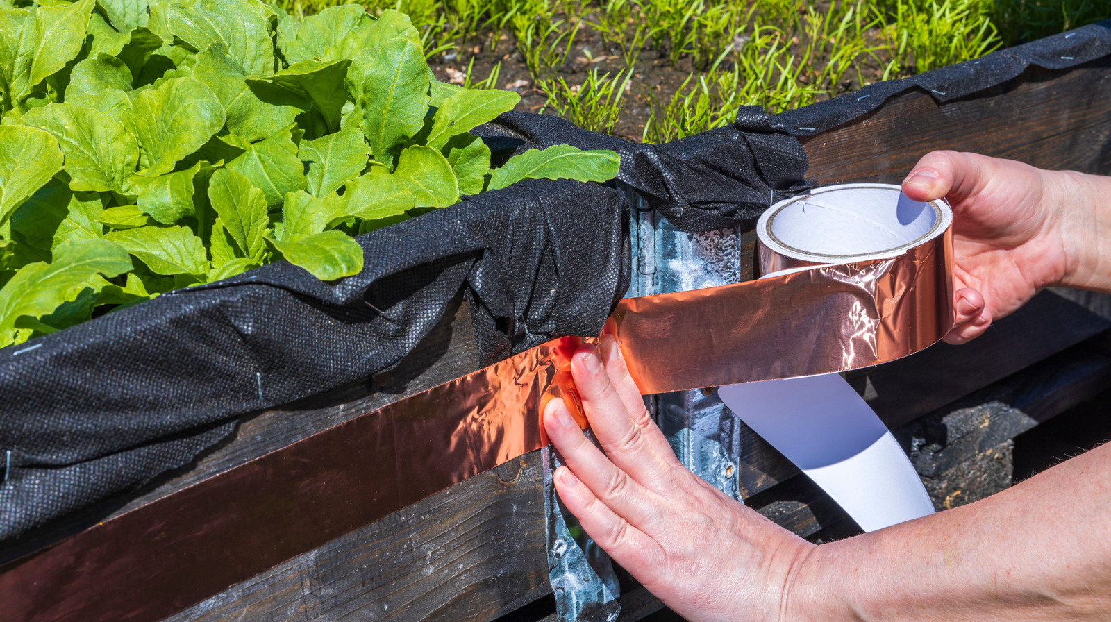 Bakır bandı sümüklü böcekleri ve salyangozları itmede daha az etkili hale getiren gözden kaçan hata