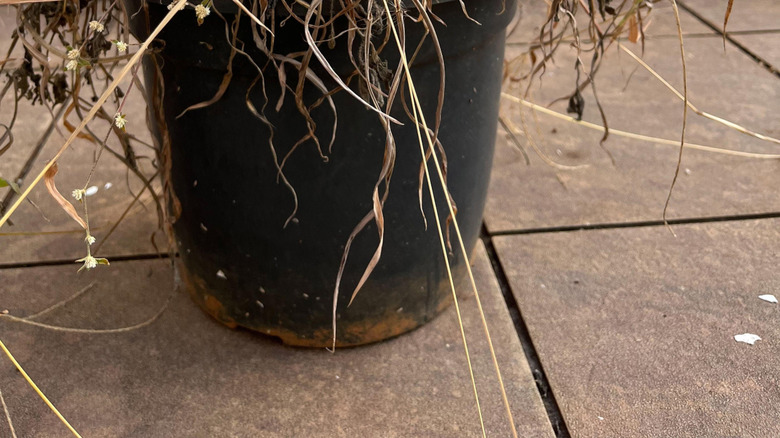 Solmuş, kurutulmuş konteyner tesisi