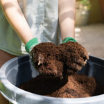 Eski saksı toprağına yeni bir hayat veren basit DIY