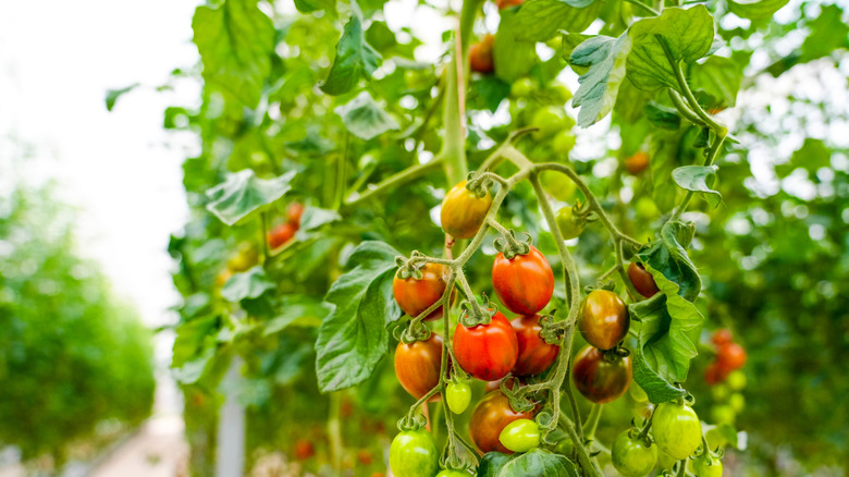 Güneş ışığında domates bitkileri