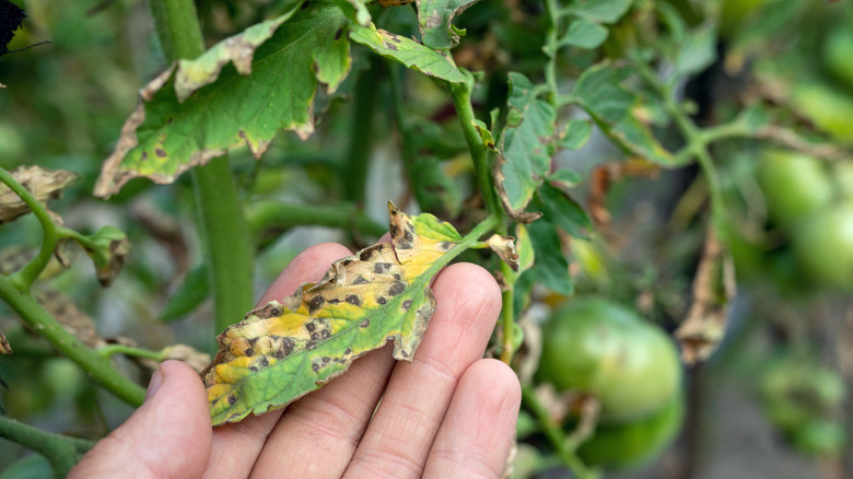 Bir bitki üzerinde mantar