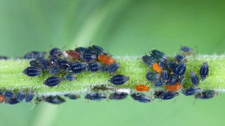 Bir bitkideki yaprak bitleri