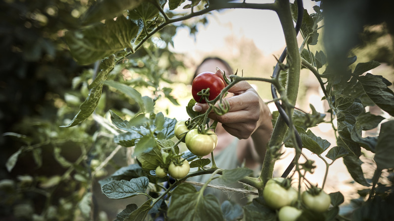 Domates bitkisi seçen kişi
