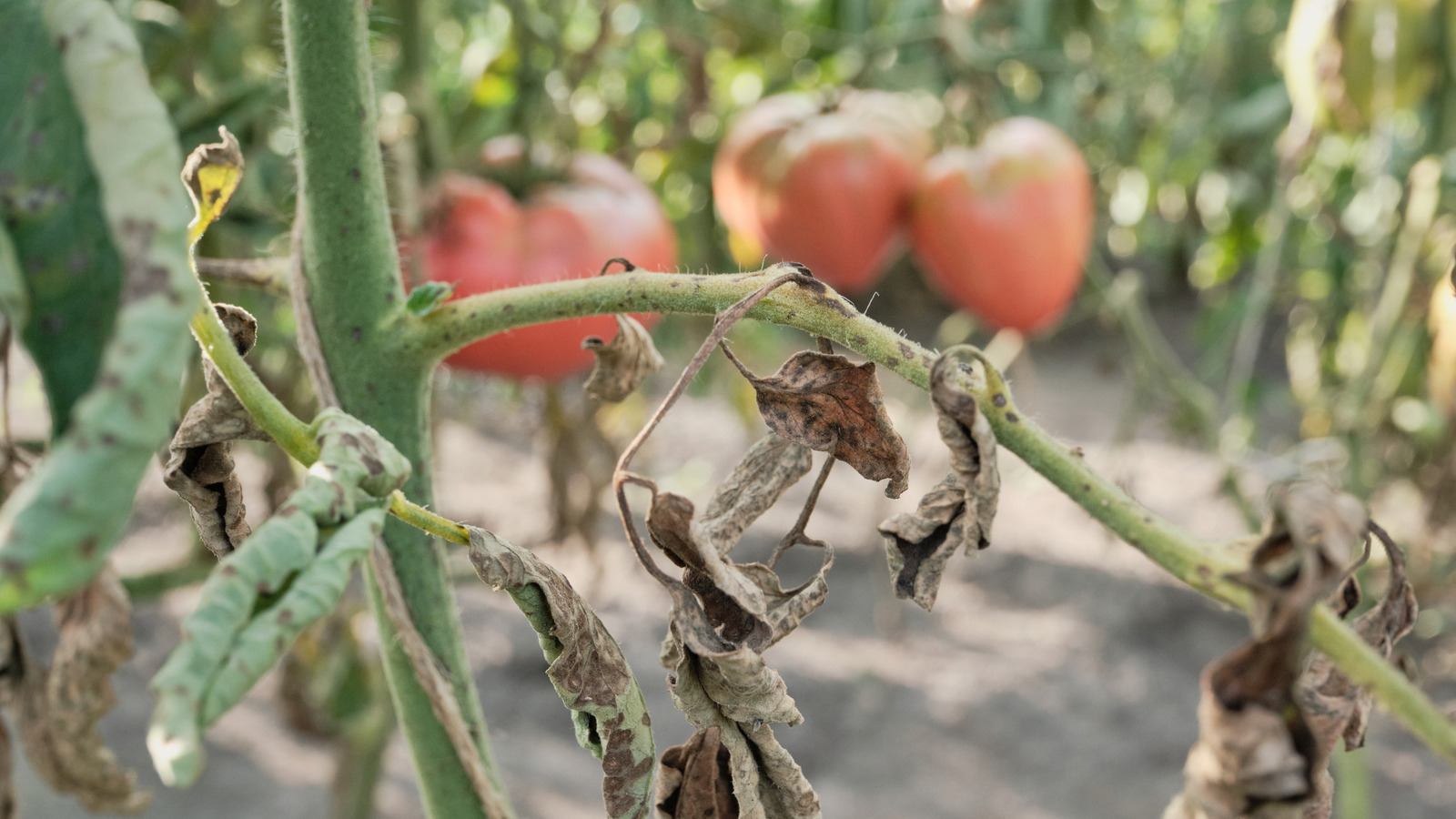 Domates bitkinizin kıvrık yaprakları ve düzeltmenin en iyi yollarına sahip olmasının nedenleri