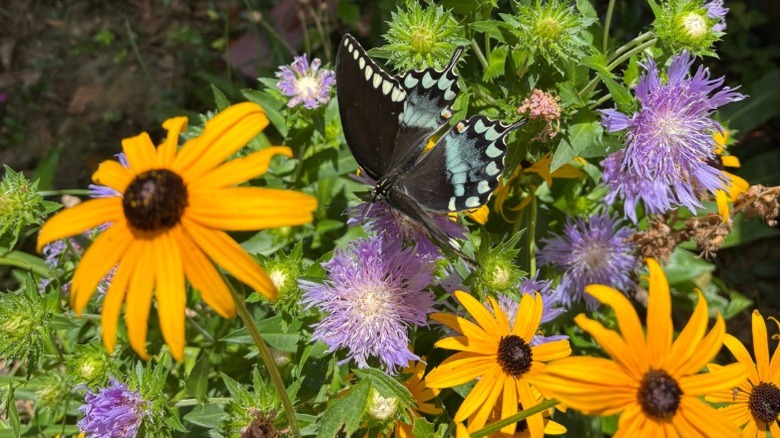 Black Eyed Susans ve Asters'ın yakın çekimi