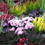 Renkli bir manzara için sonbahar çiçekleri dikmek için en iyi zaman