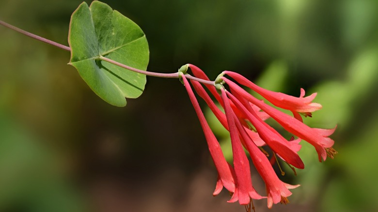 Lonicera Sempervirens'in kapatılması