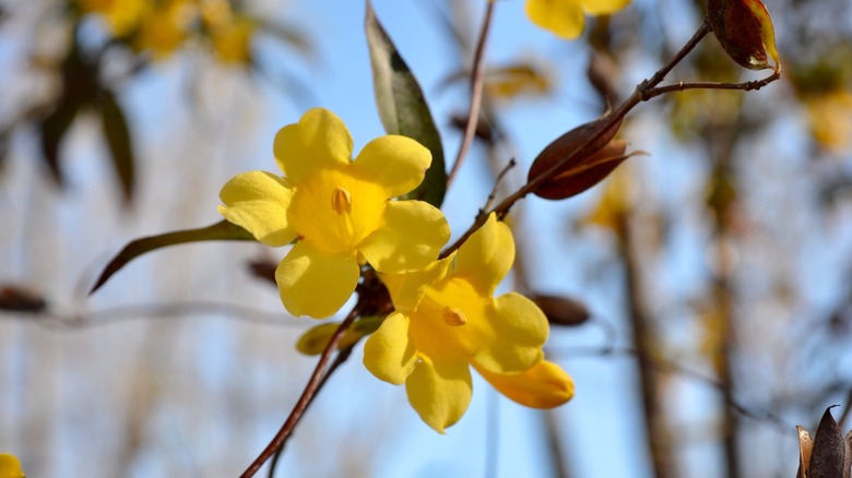 Gelsemium sempervirenlerin sarı çiçekleri