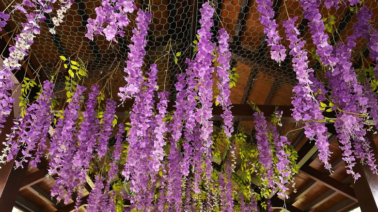 Wisteria frutescens bir pergola rafta asılı