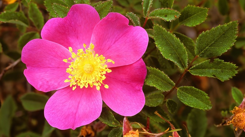 Rosa Carolina çiçeğinin yakın çekilmesi
