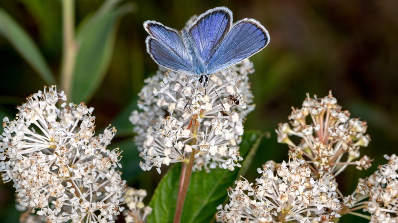 Ceanothus americanus çiçeğinde bir kelebeğin çekimini kapatın