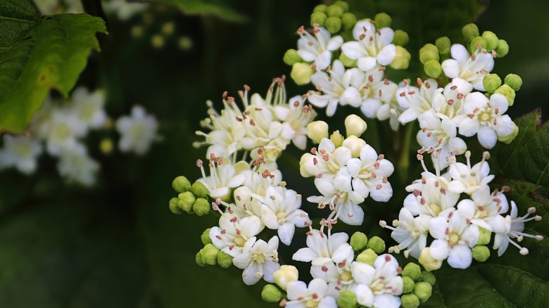 Arrowwood Viburnum çalında çiçekler