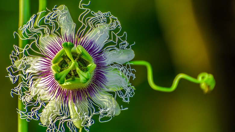 Passiflora Incarnata Çiçeği'ni kapatın