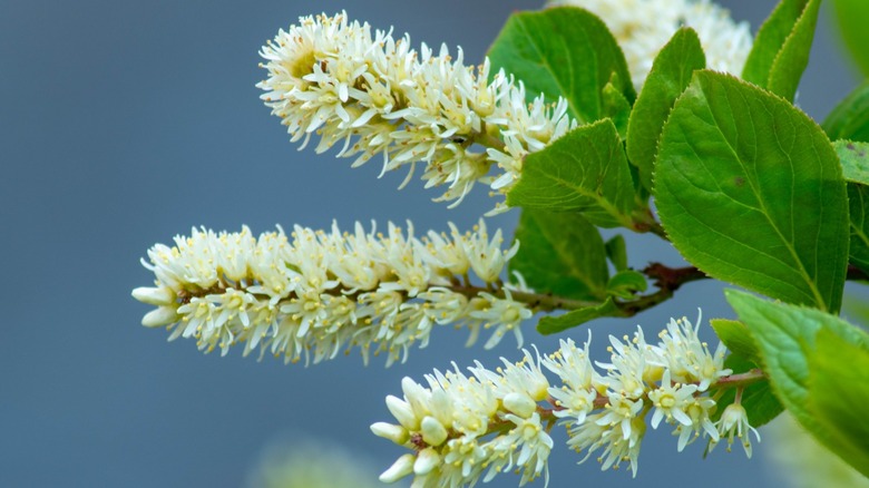 ITEA Virginica'nın çekimini kapatın