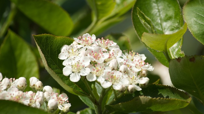 Closeup'da Blooming Aronia Melanocarpa