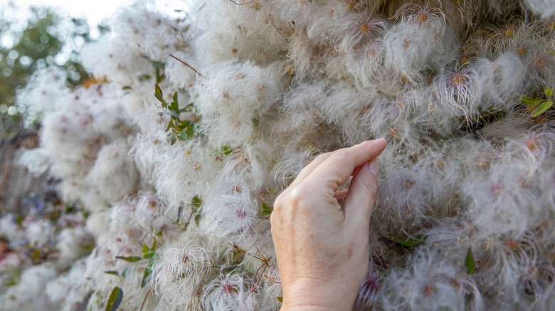Clematis Virginiana'nın kabarık tohumlarına dokunarak el