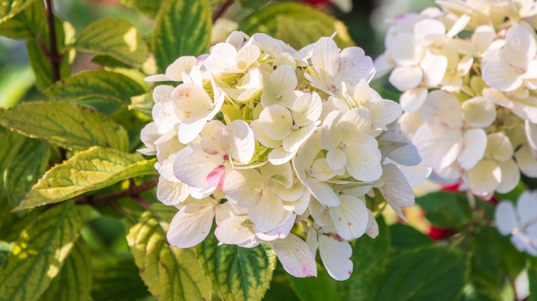 Pürüzsüz ortanca çekimini kapatın