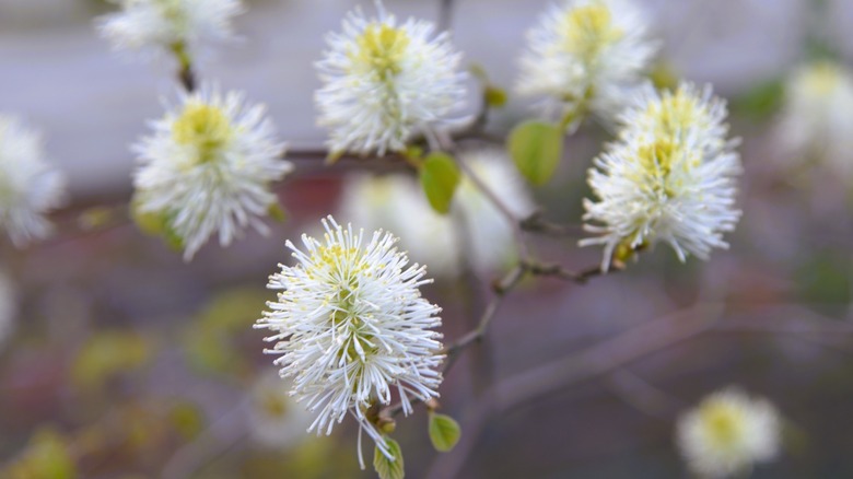 Cüce fothergilla yakın