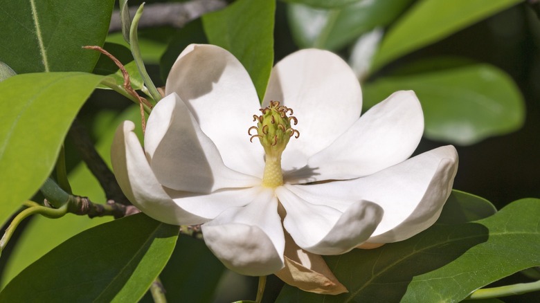 Sweetbay Magnolia Çiçeği'nin Çekimini Yakın