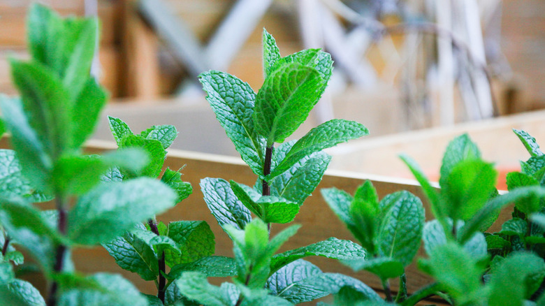 Kapta nane bitkileri.