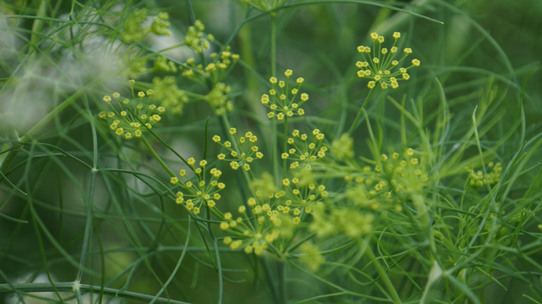 Bahçede dereotu bitkileri.