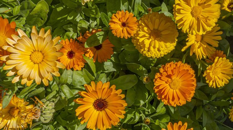 Bahçede turuncu ve sarı kalendula çiçekler.