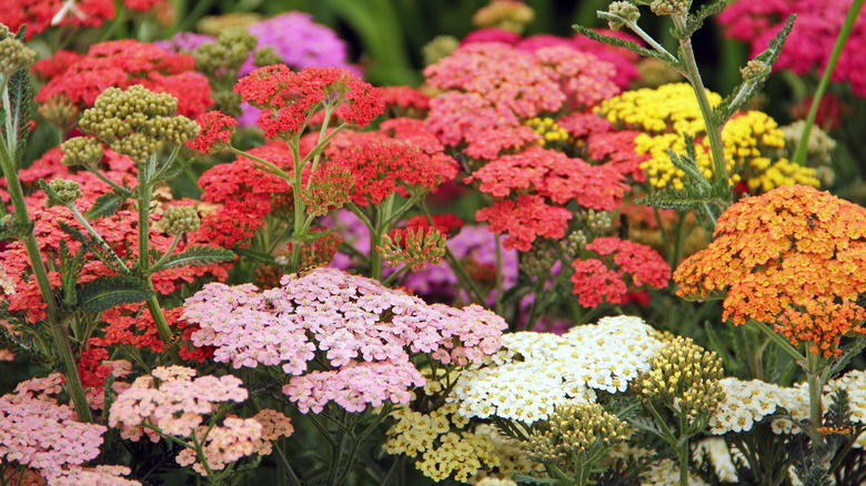 Bahçedeki Yarrow Bitkilerinin Karışık Renkleri.