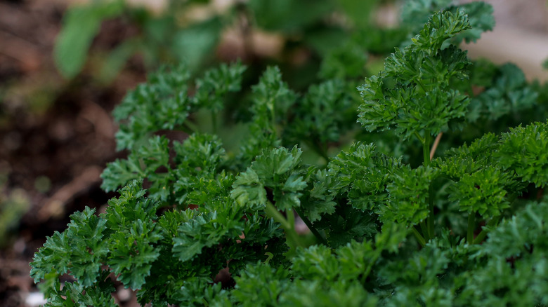 Bahçede kıvırcık maydanoz.