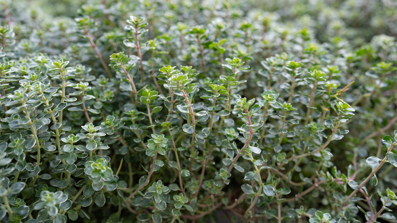 Bahçede büyüyen kekik.