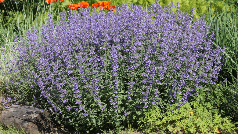 Bahçede mor çiçeklerle çiçek açan kedi.