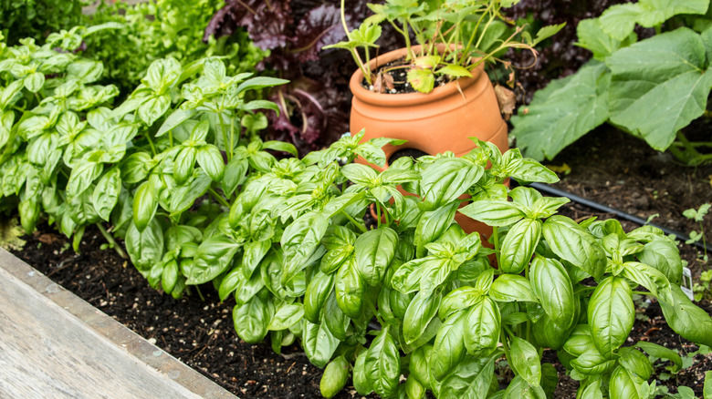 Bahçe ekici büyüyen fesleğen.