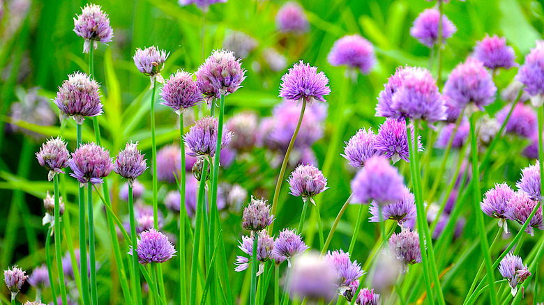 Bahçede menekşe çiçekleri olan frenk soğanı.