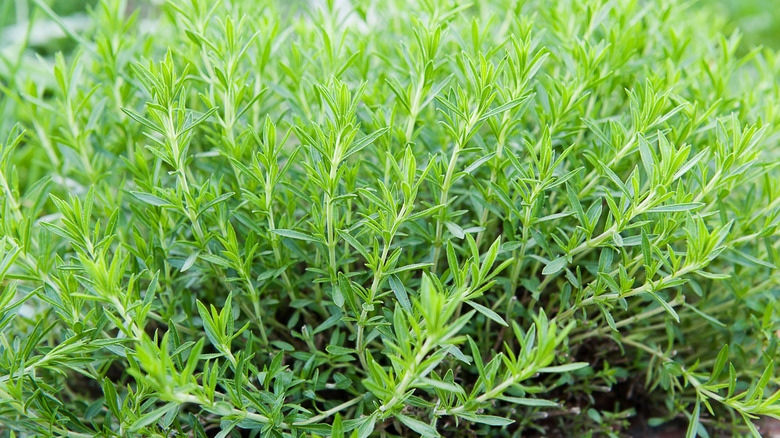 Bahçede tarrgon bitki.