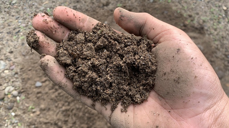 Kumlu toprak kümesi tutan eller