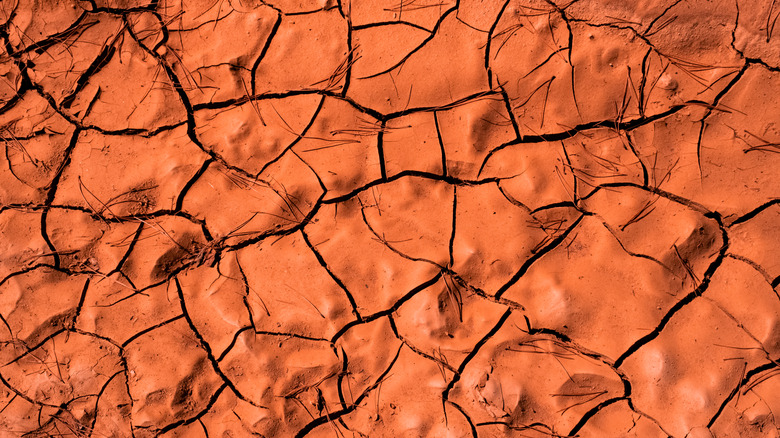 Kuru, çatlamış kırmızı toprak