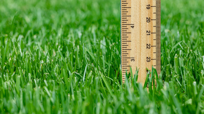 İki buçuk inç gösteren ahşap bir cetvel ile taze biçilmiş çim