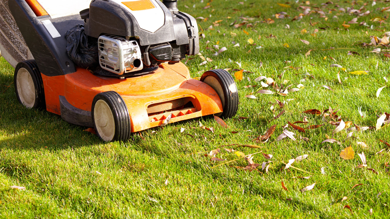 Ağustos ayında çim biçmek gerçekten iyi bir fikir mi? İşte bilmeniz gerekenler