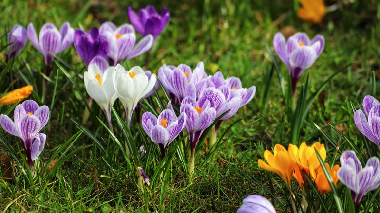 Mor, beyaz ve sarı çimenler çimenli bir alanda büyür.