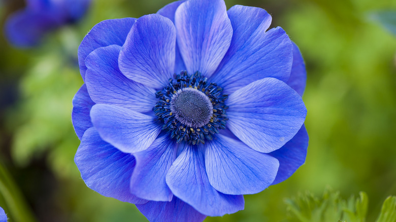 Bir anemon çiçek kafası, daha koyu bir merkeze sahip canlı bir mordur.