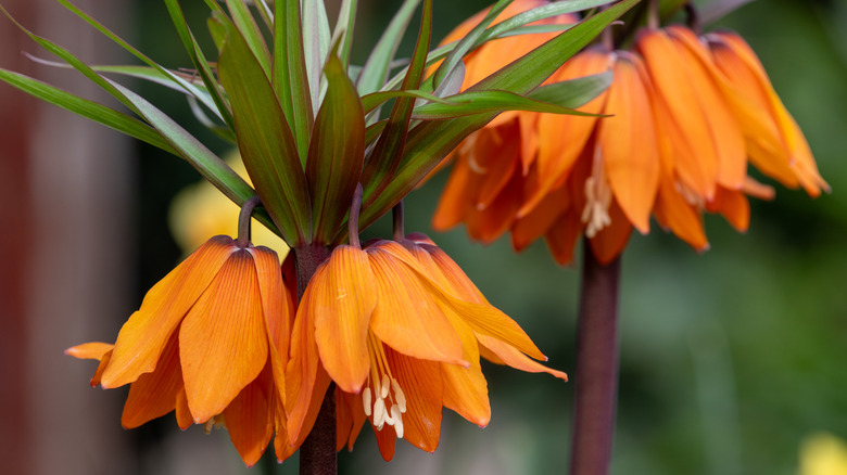 Turuncu fritillaria çiçekleri bir kökten asılır.