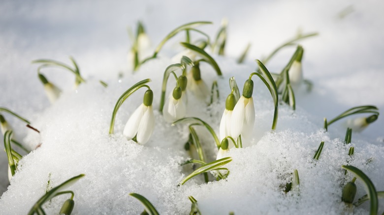 Narin beyaz kardeleler karda büyür.